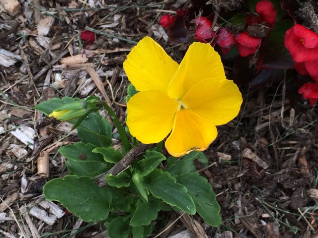 Single Yellow Flower in the flower beds at South Mountain Welcome Center