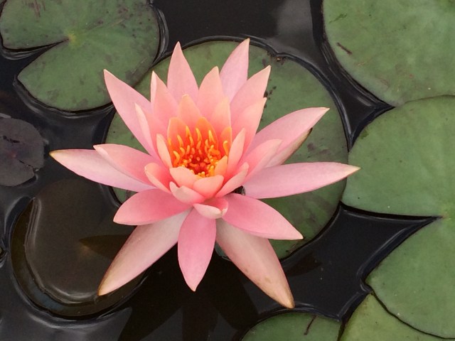Water Lilly in local greenhouse in human made pond - beautifully crafted and health lily pads.