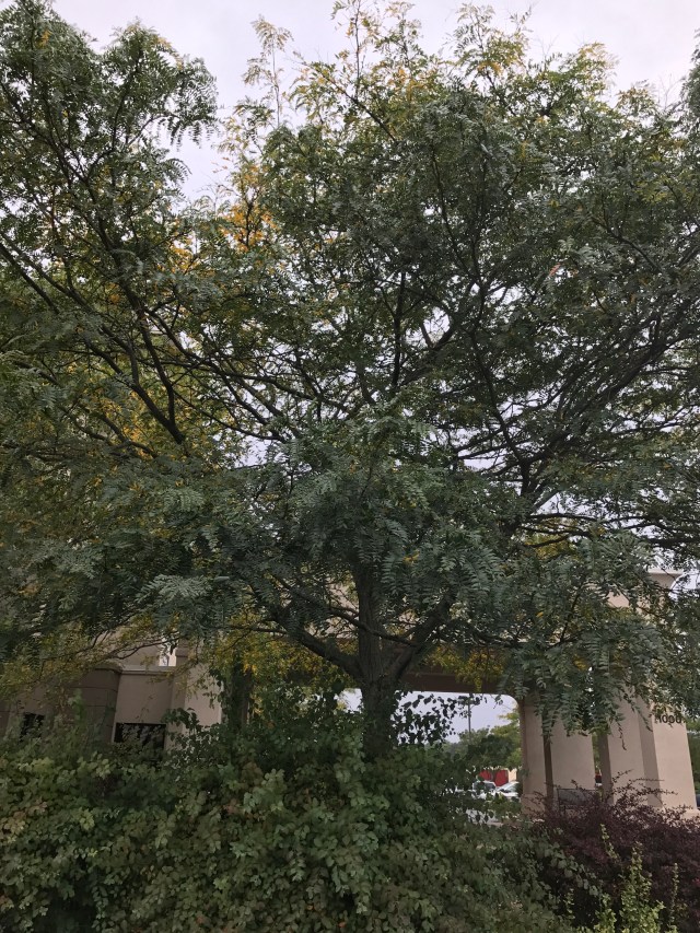 36C33FA0-93D8-4823-B97B-E63FD943C28E