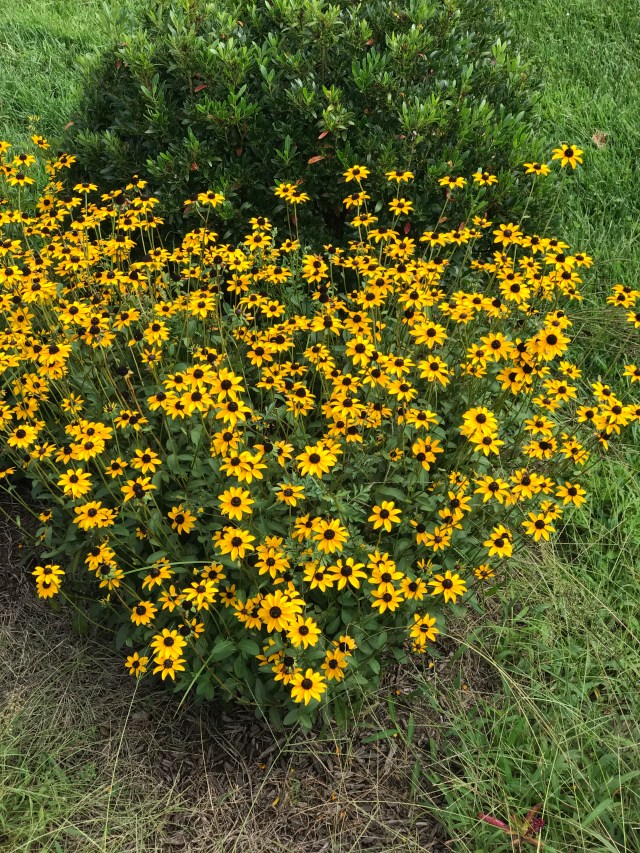 A0CA6E1D-4911-499D-9174-8A9FD6C24857