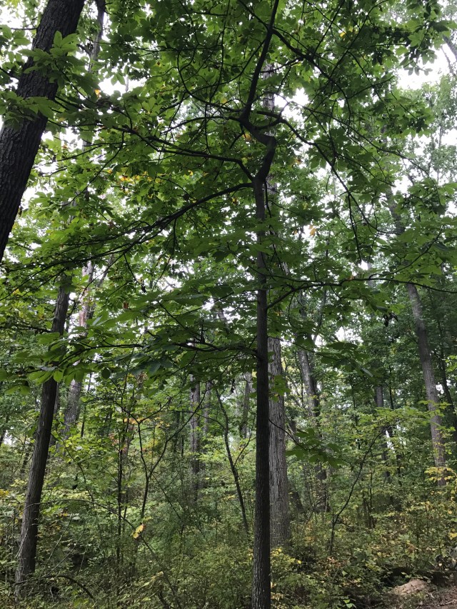 CEAD5D42-9A06-461F-965F-CA388D387C59