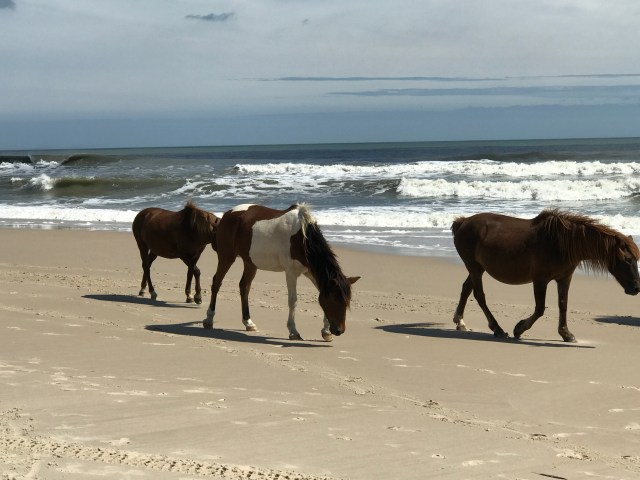 DA66C28A-4ABD-43A7-B4F2-BD1759D836A8