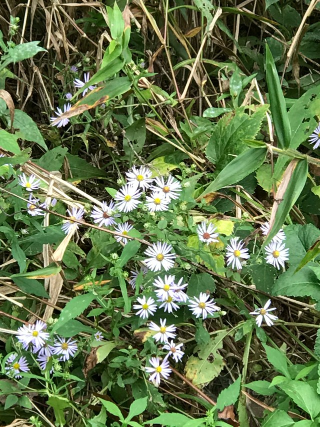 DDB8860F-390E-43A4-8E89-A5FB87143E7B